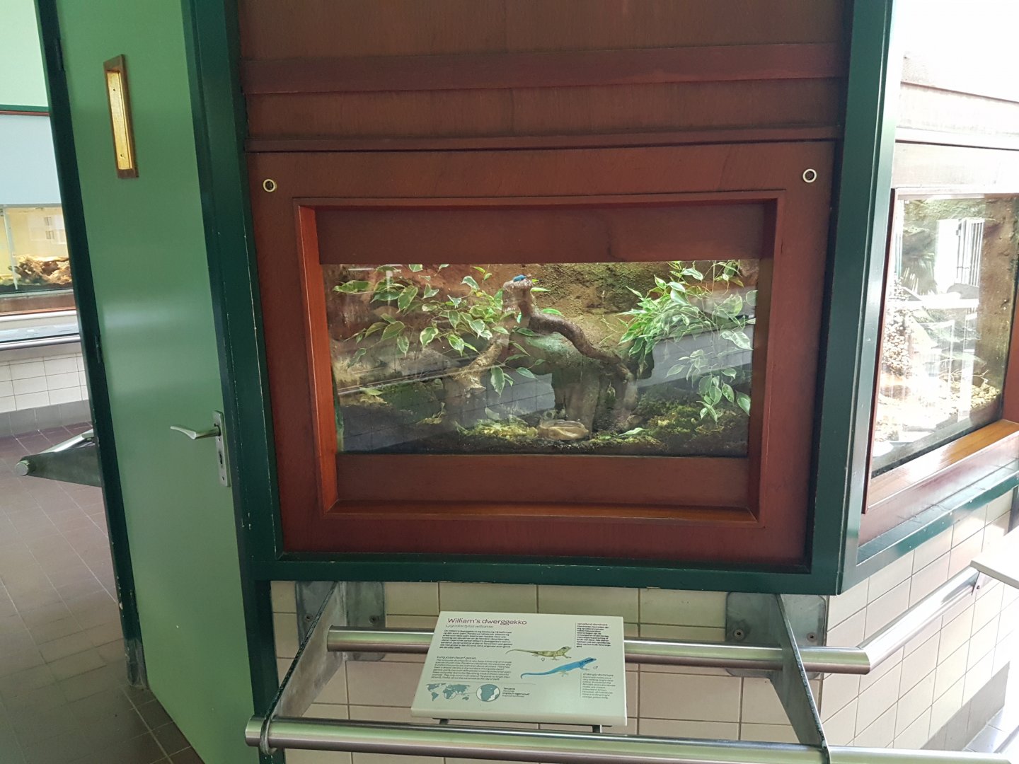 Enclosure Electric blue gecko