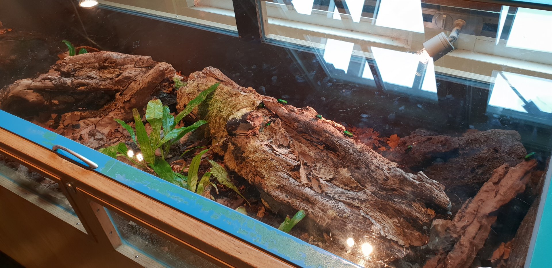 Enclosure Emerald beetle