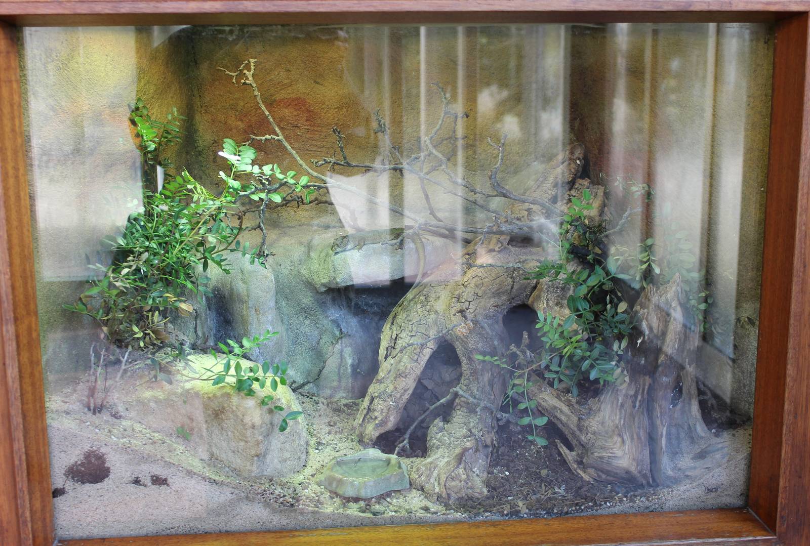 Enclosure Emerald lacerta