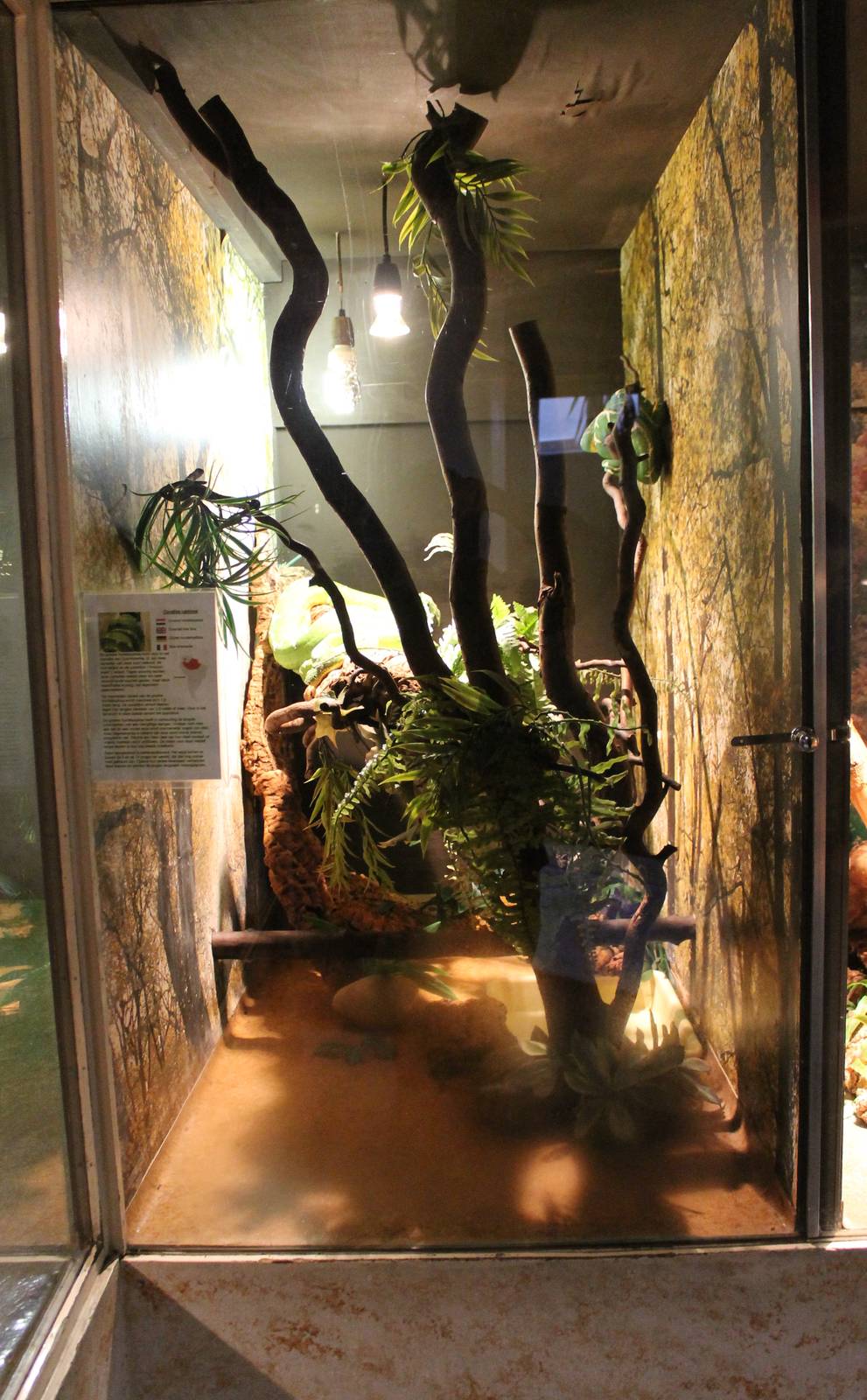 Enclosure Emerald tree boa