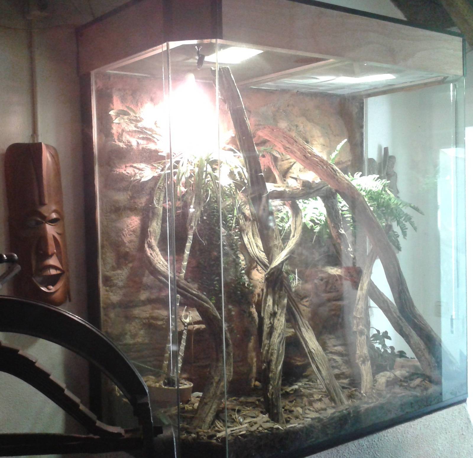 Enclosure Emerald tree monitor