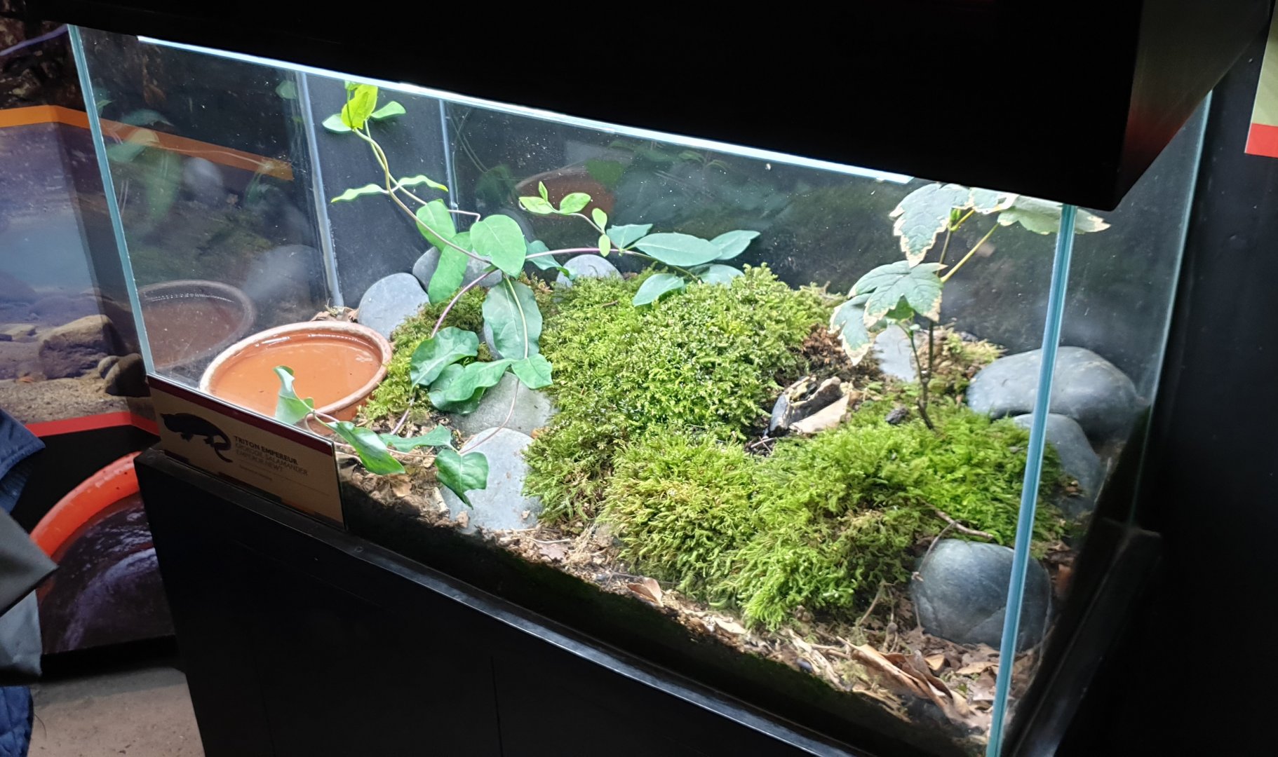 Enclosure Emperor newt