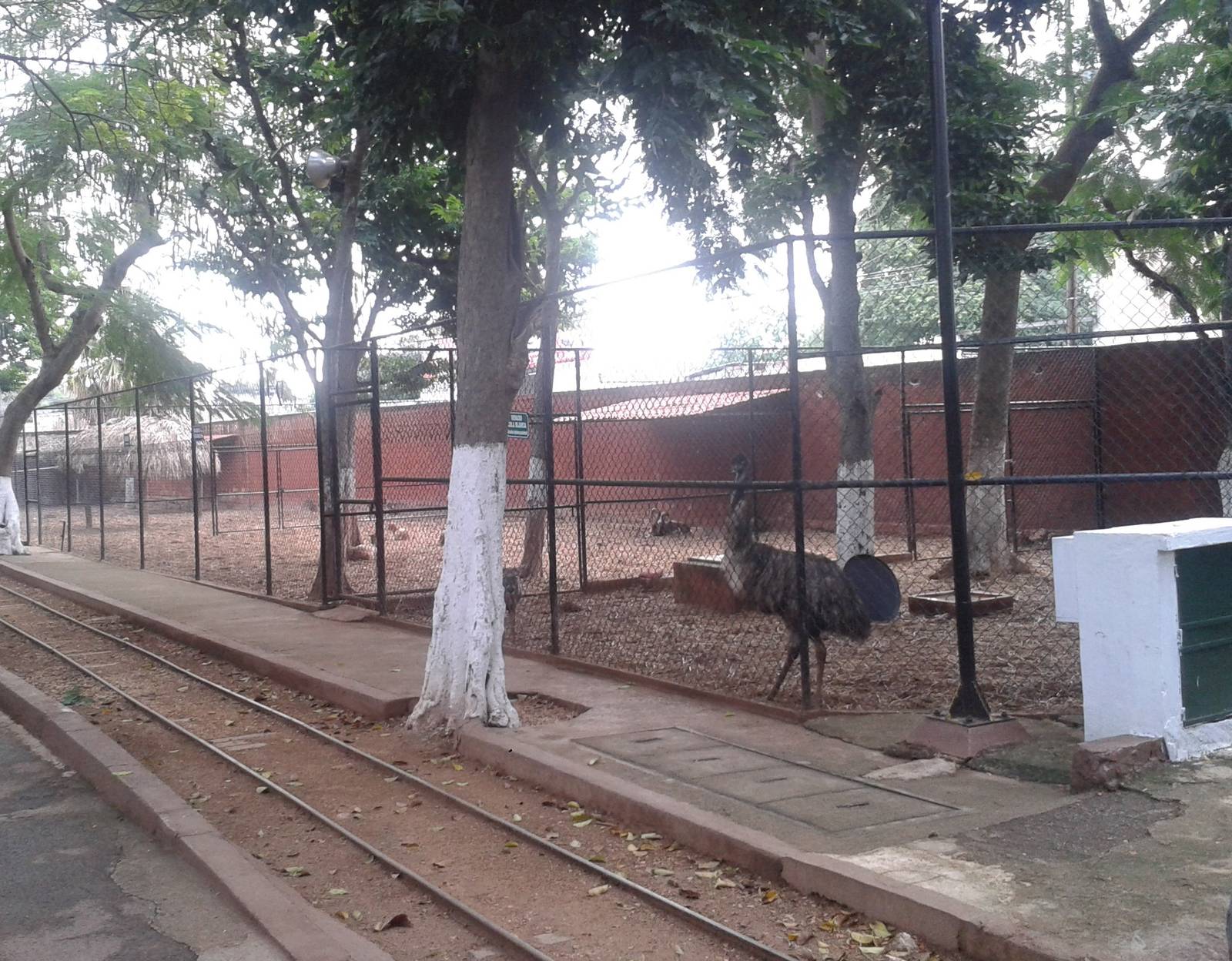 Enclosure emu and Yucatan white-tailed deers