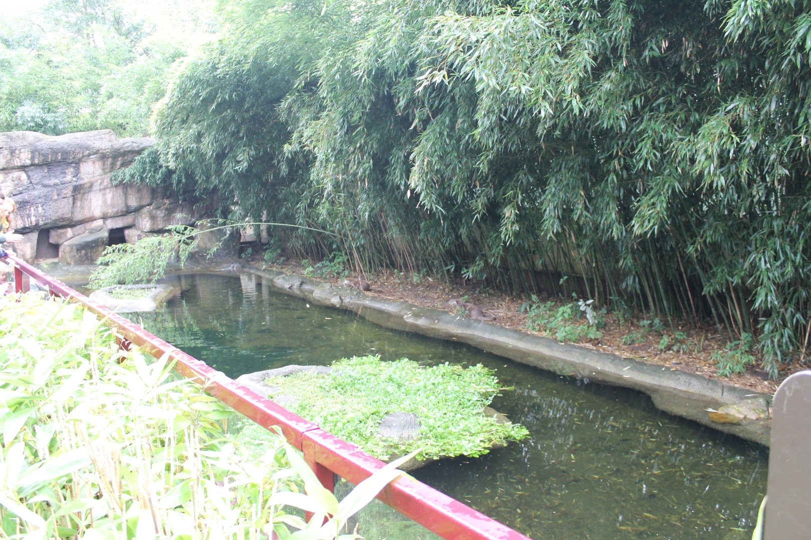Enclosure Eurasian otter
