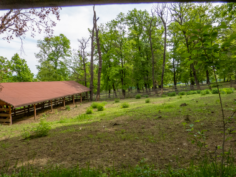 enclosure European bison