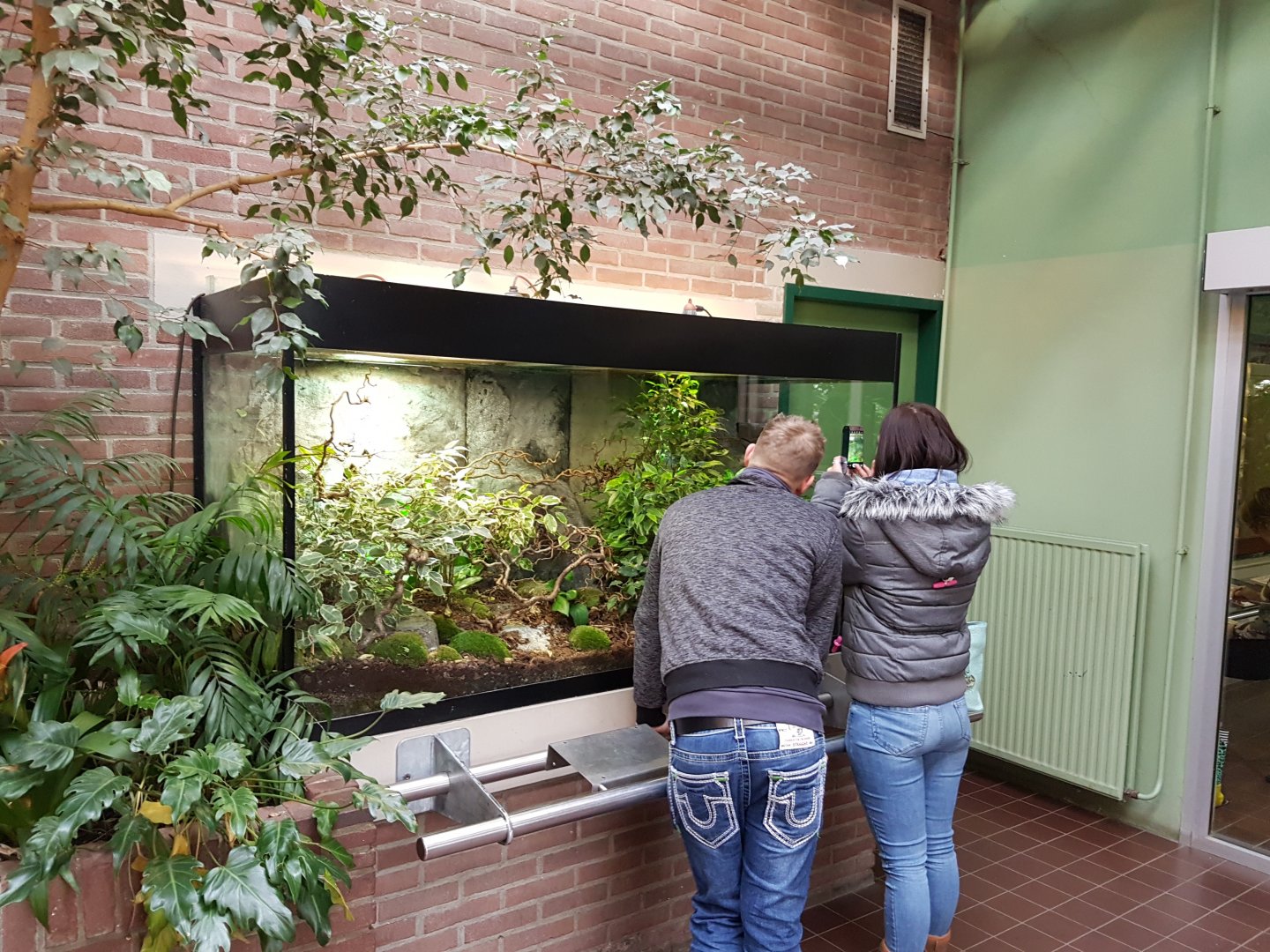 Enclosure European chameleon