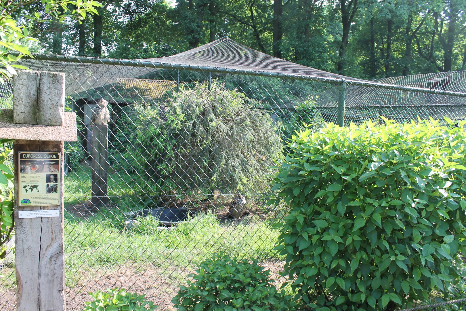 Enclosure European eagle owl