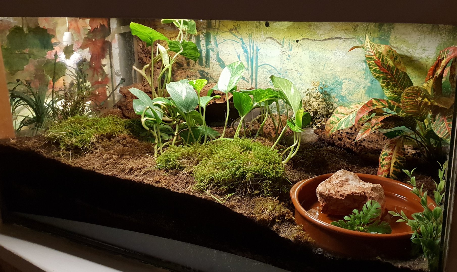 Enclosure European green toad