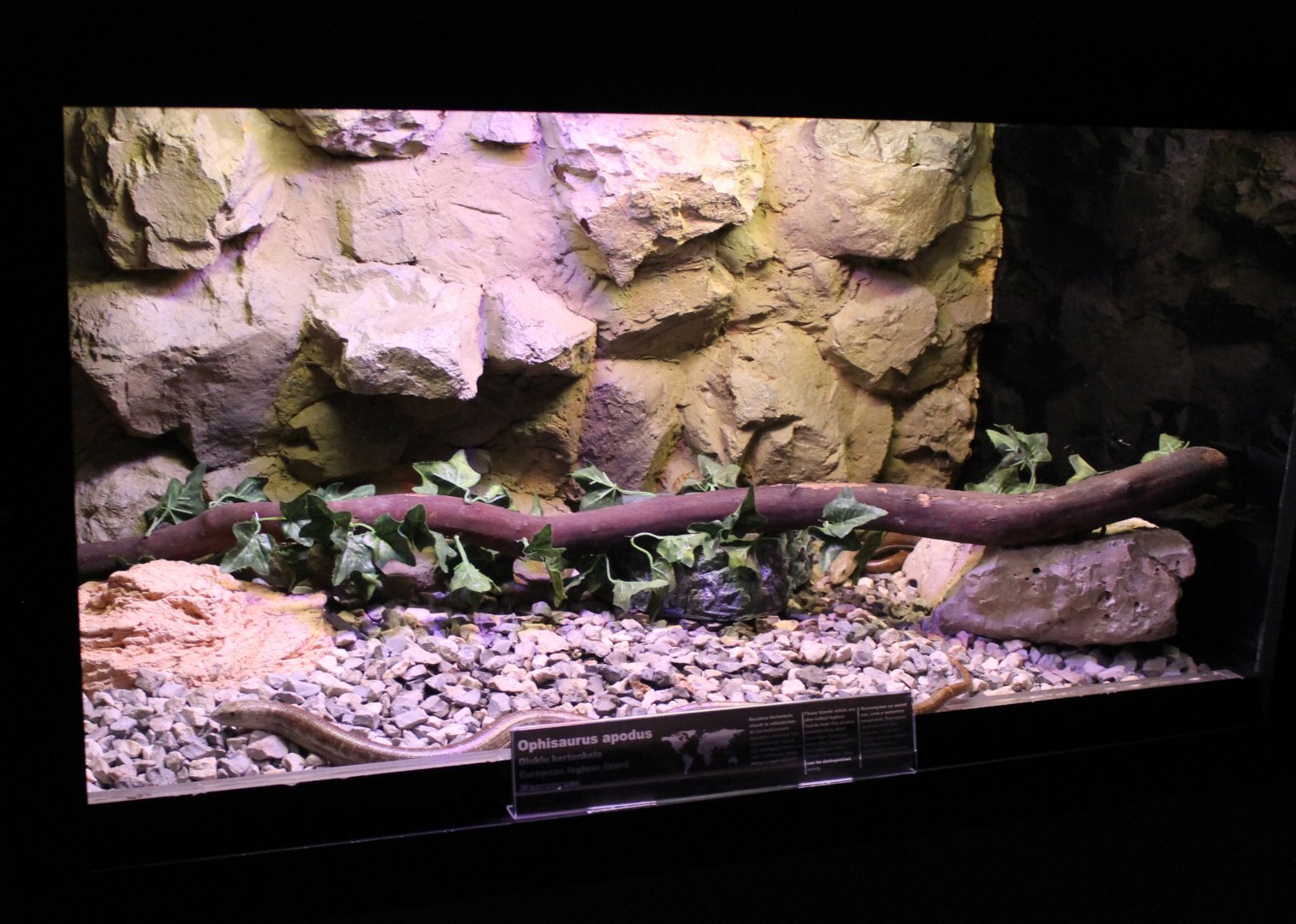 Enclosure European legless lizard