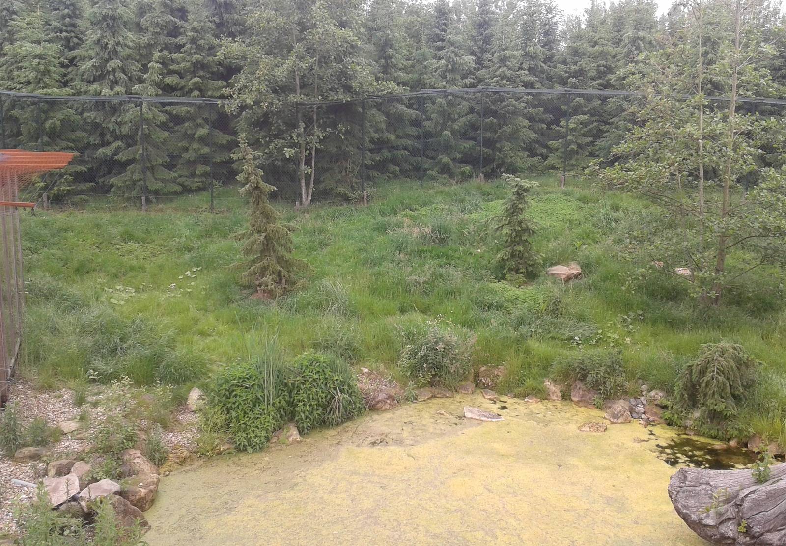 Enclosure European lynx