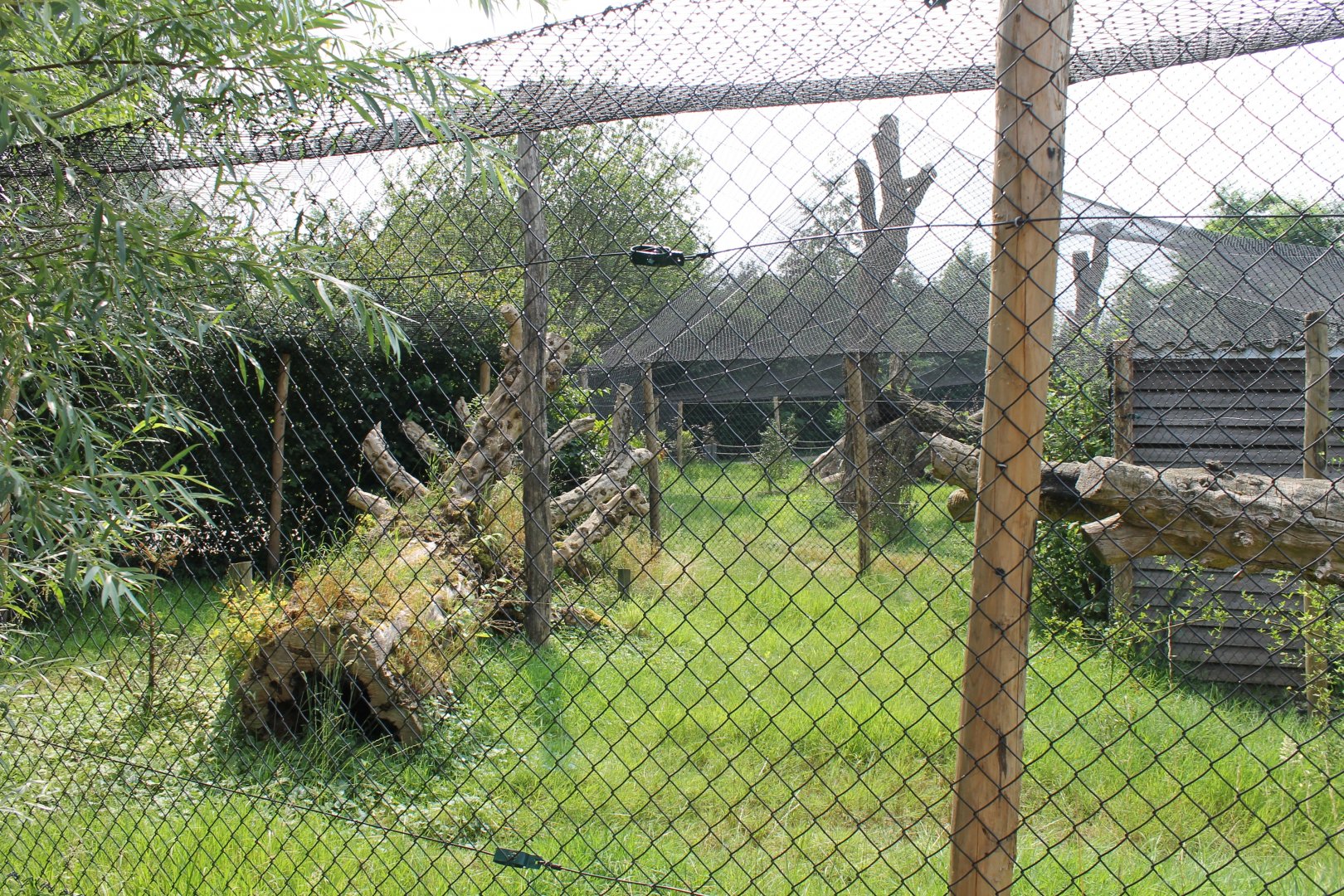 Enclosure European lynx
