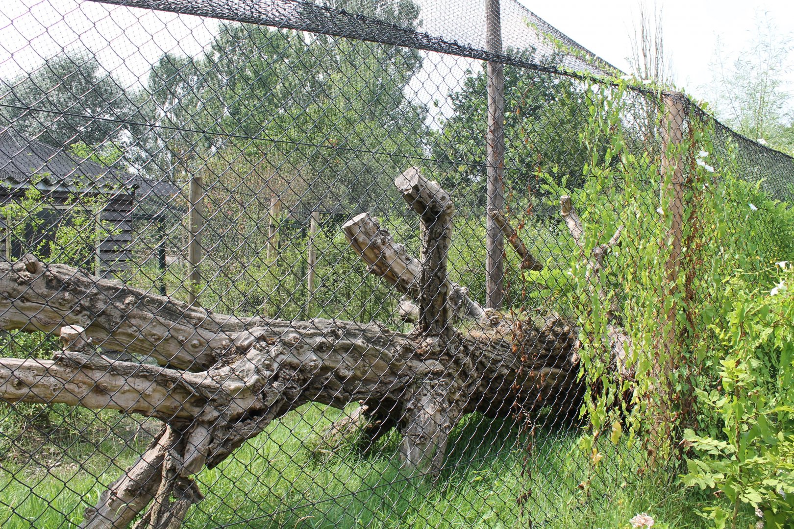 Enclosure European lynx