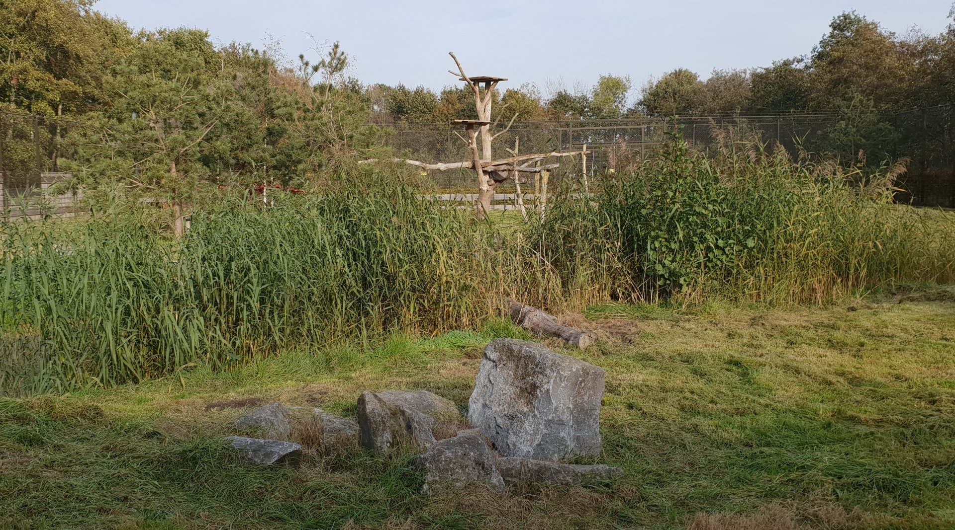 Enclosure european lynx