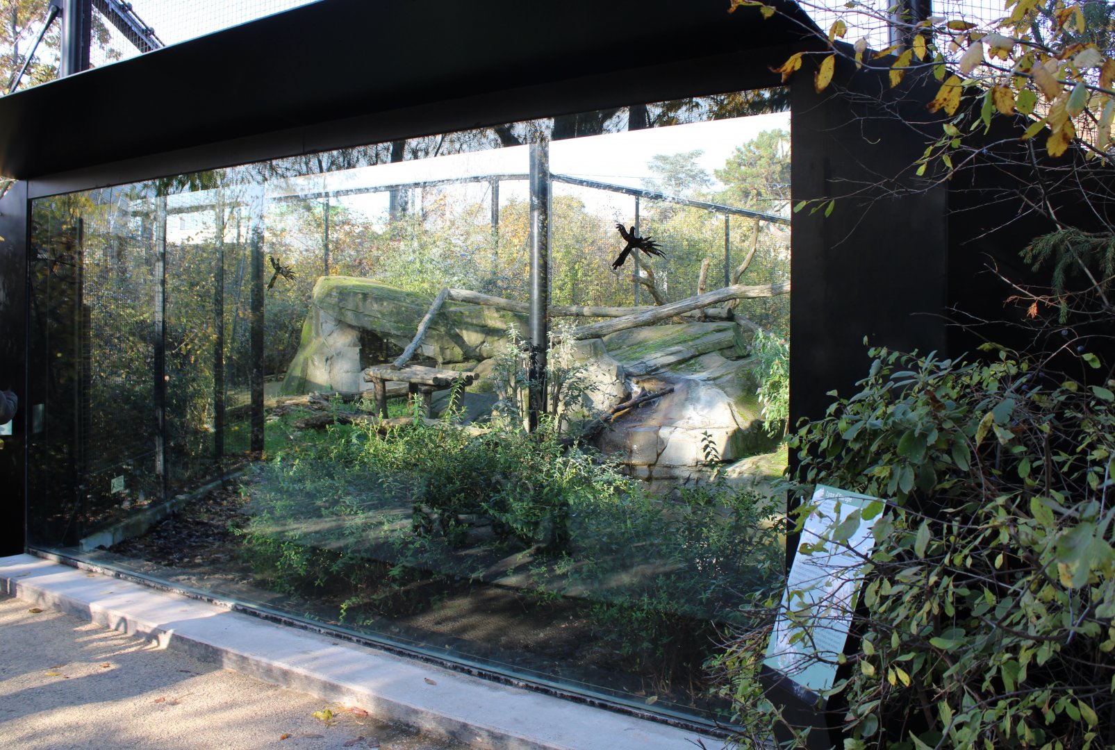 Enclosure European lynx