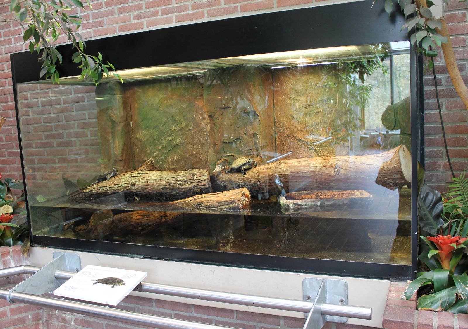 Enclosure European pond turtle