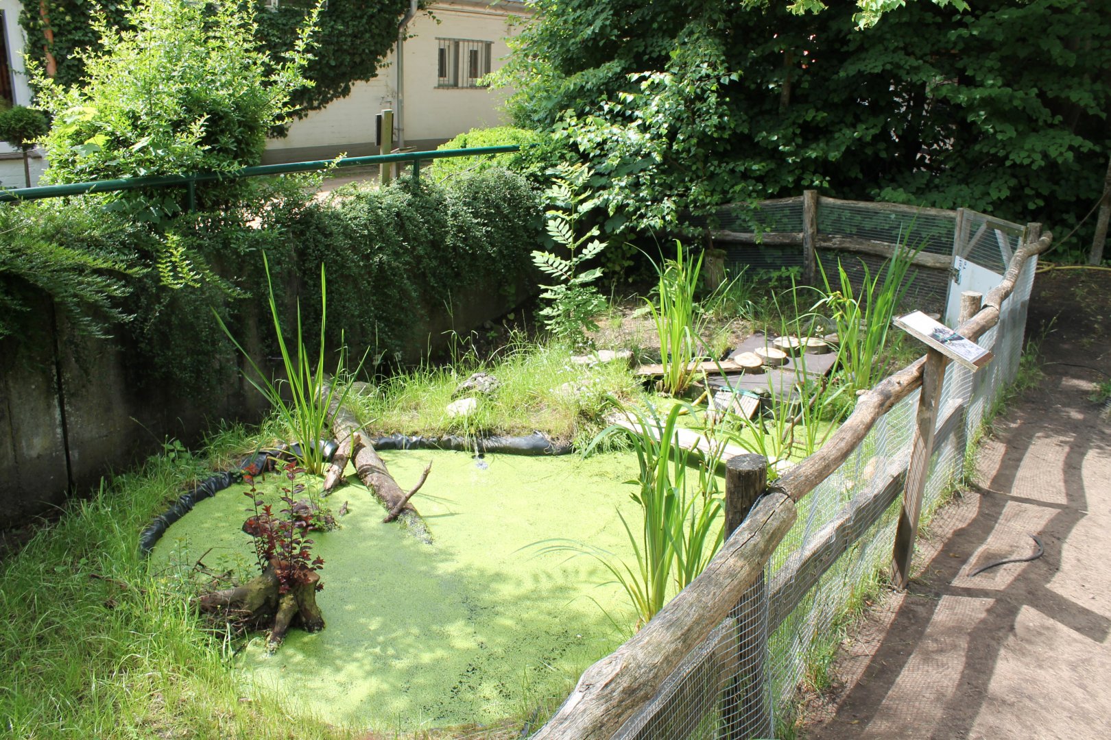 Enclosure European pond turtle