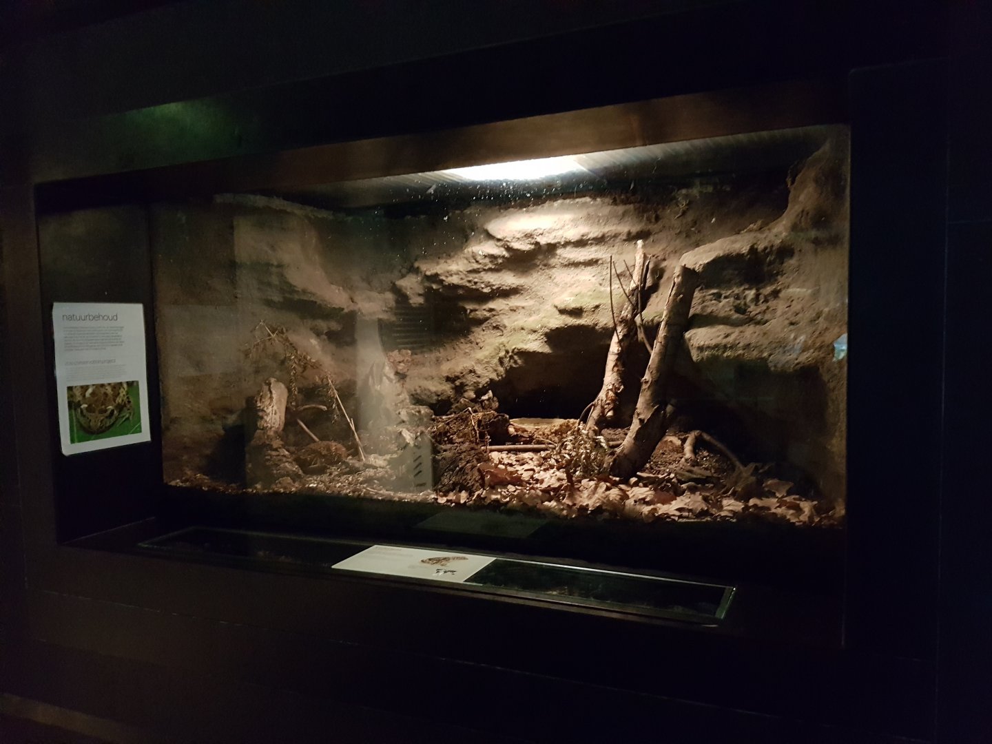 Enclosure European spadefoot