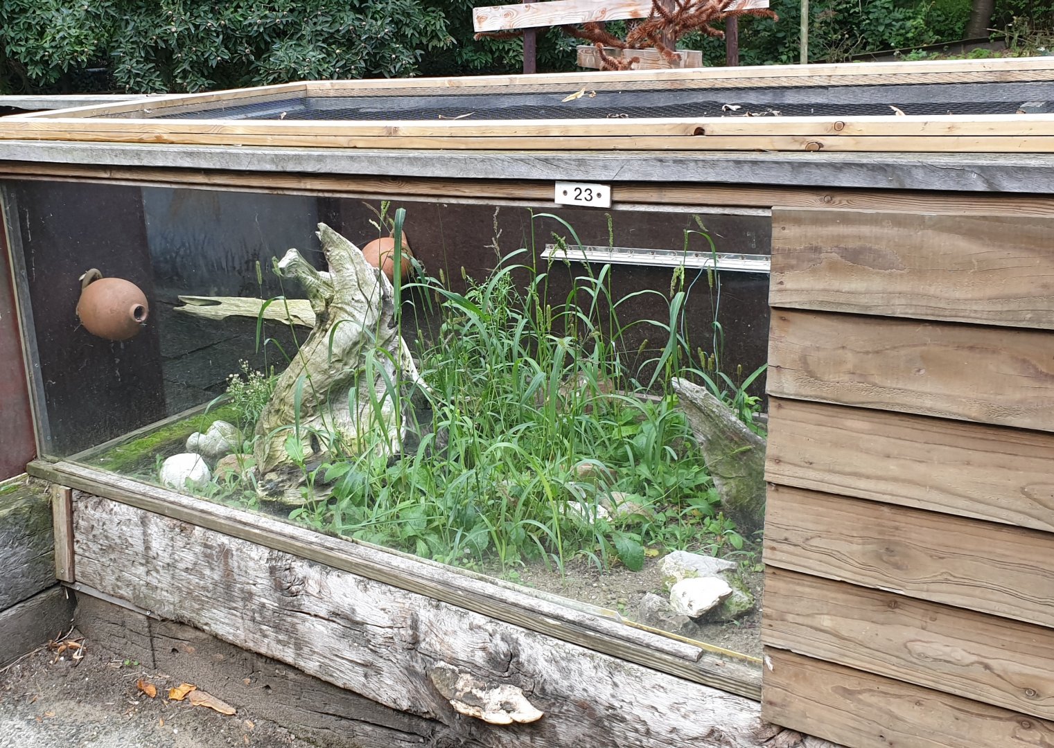 Enclosure European tortoises