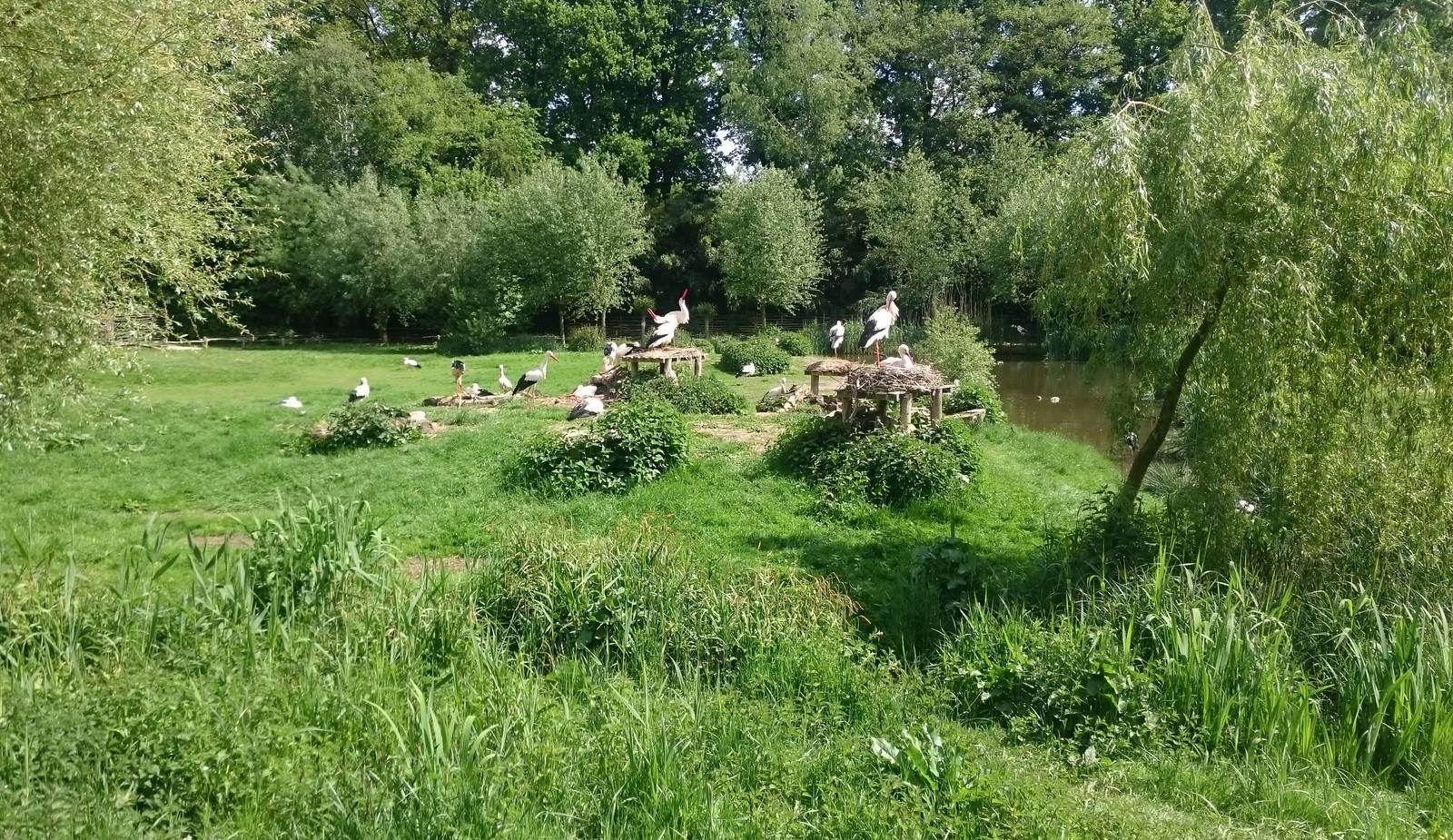 Enclosure European white stork