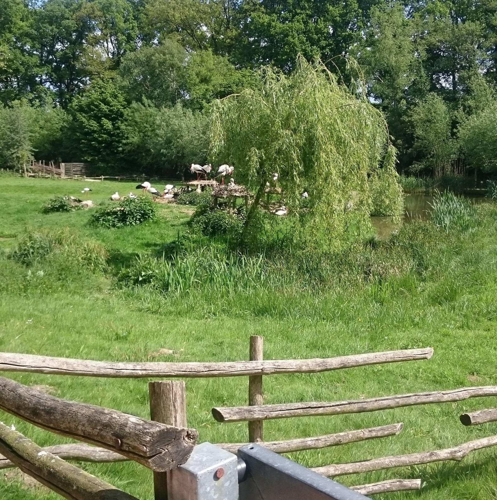Enclosure European white storks