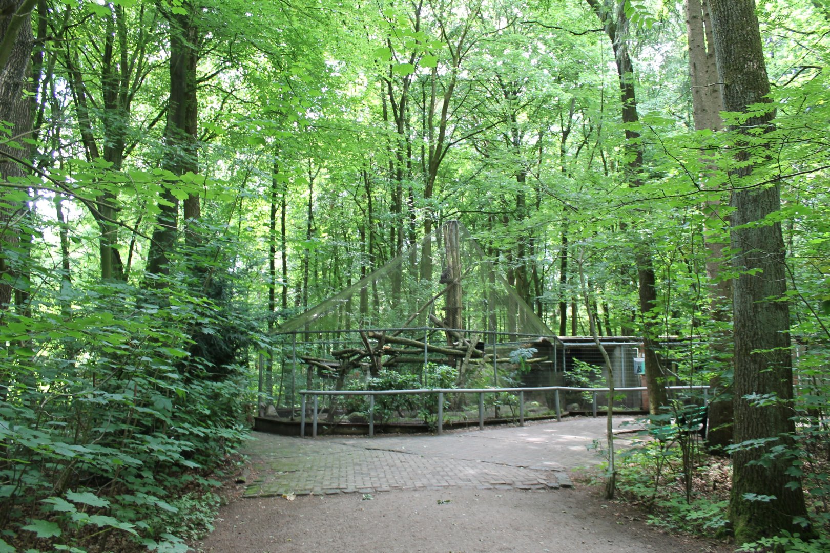 Enclosure European wild cat