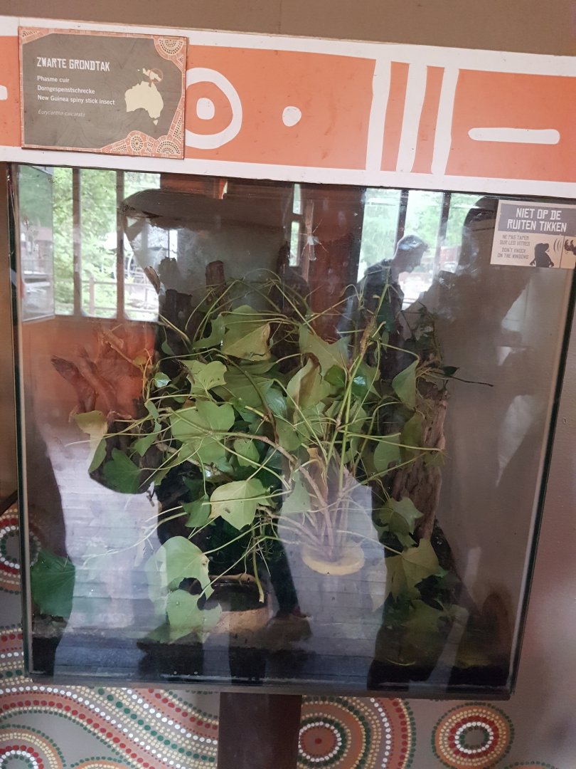 Enclosure Eurycantha calcarata