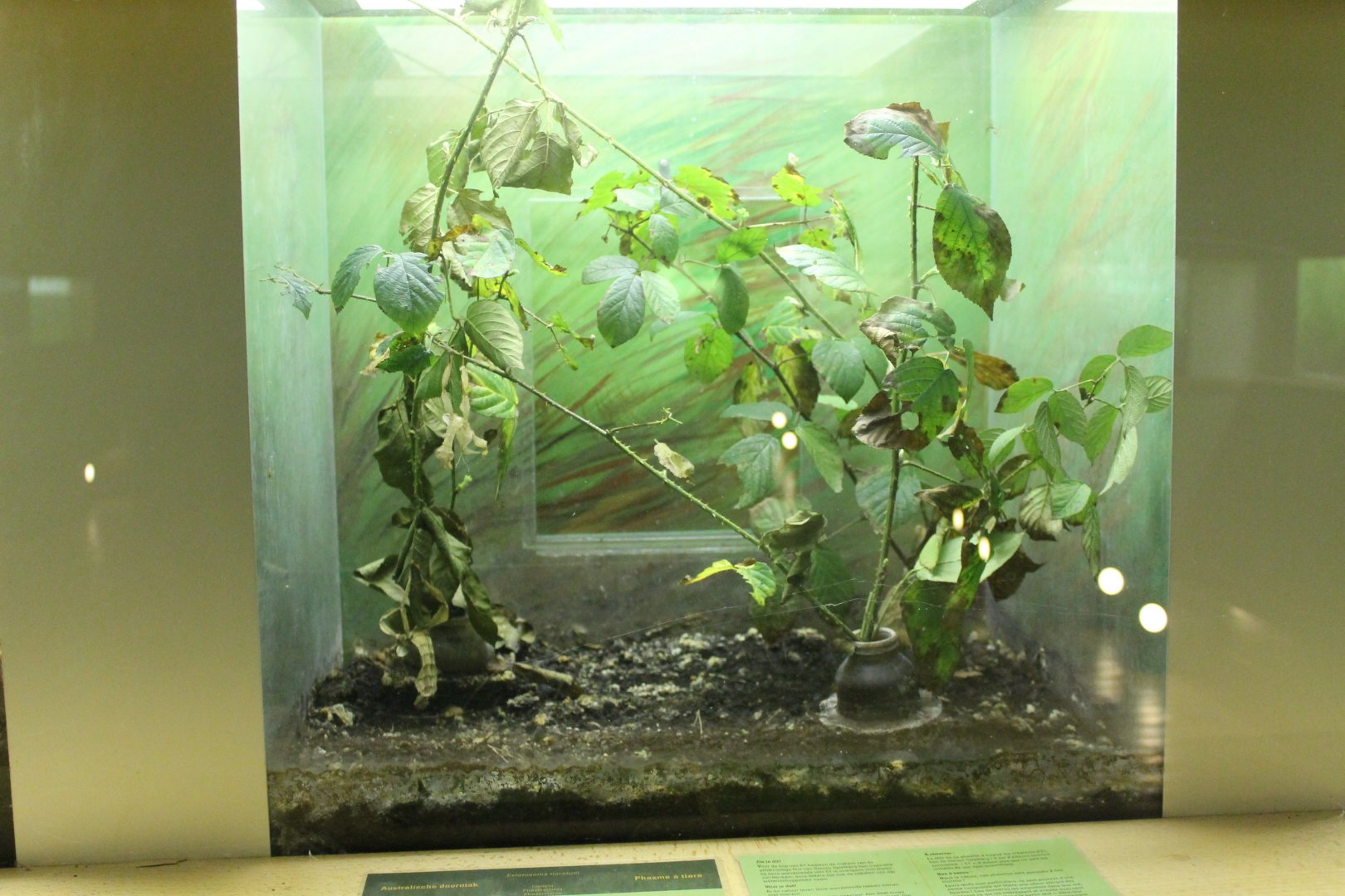 Enclosure Extatosoma tiaratum