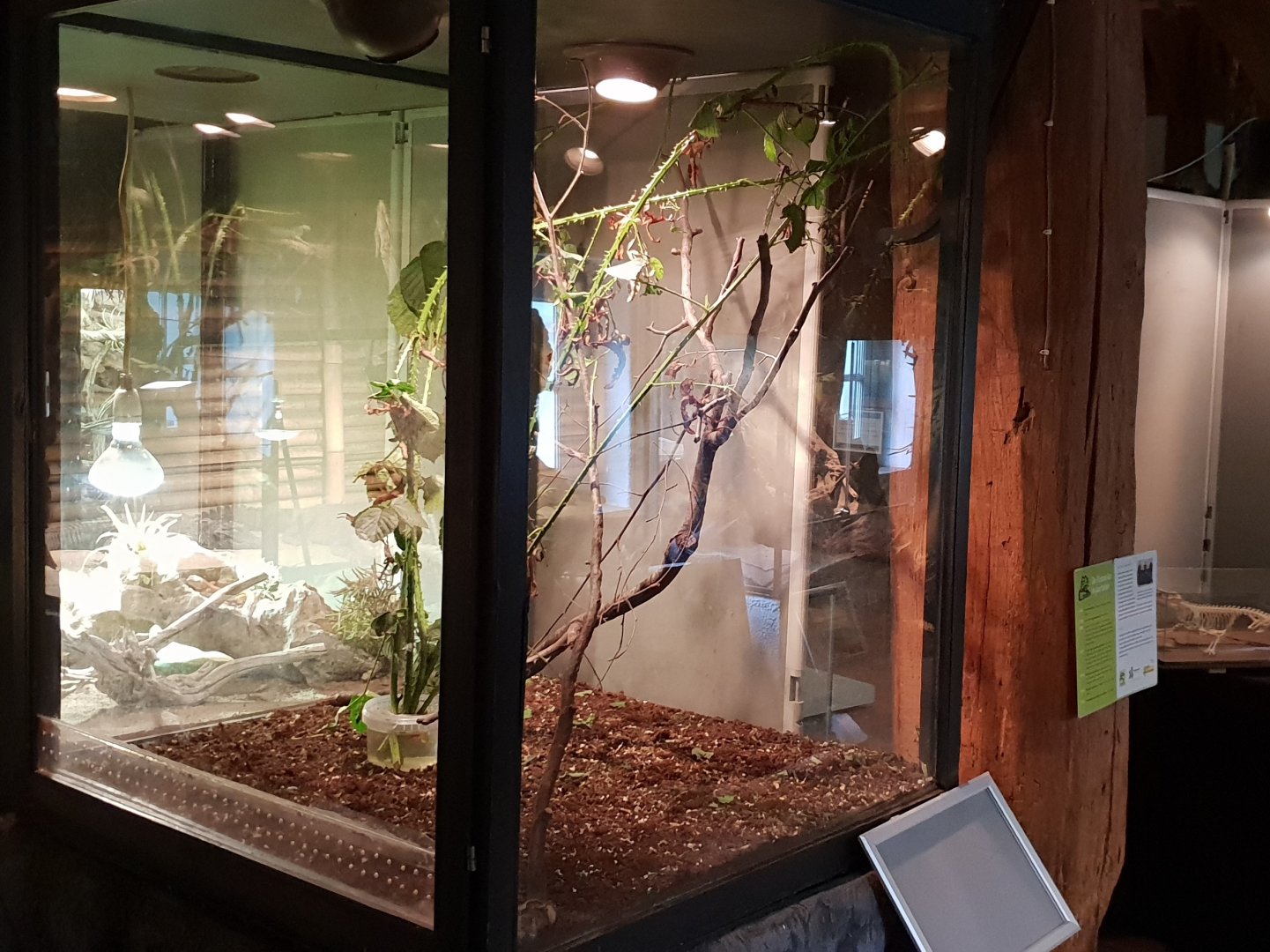 Enclosure Extatosoma tiaratum