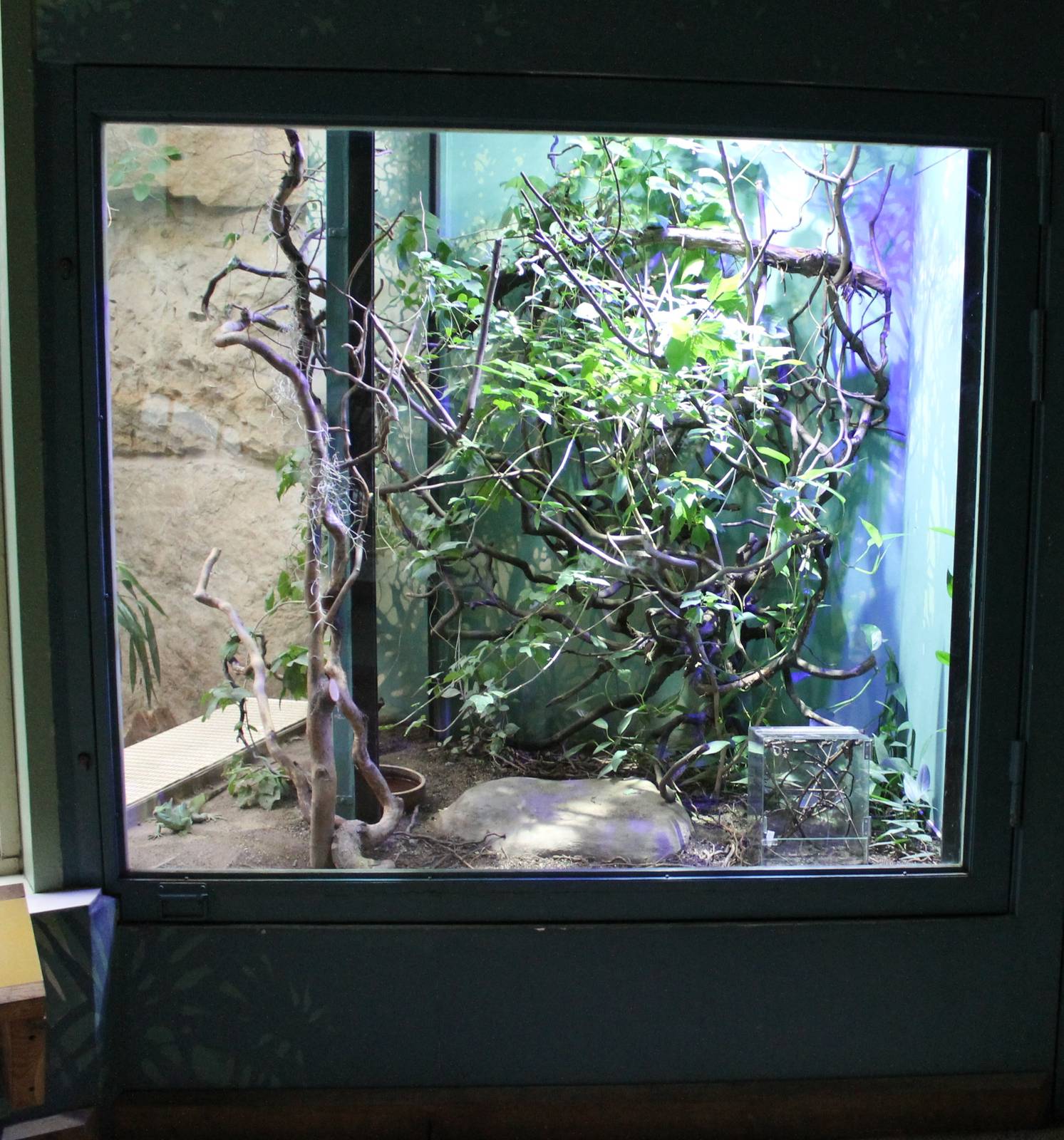 Enclosure Eylash viper