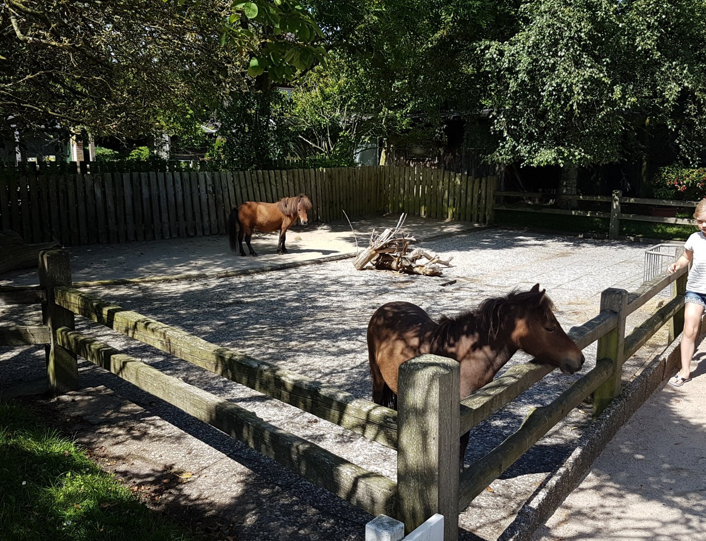 Enclosure Falabella and Pony