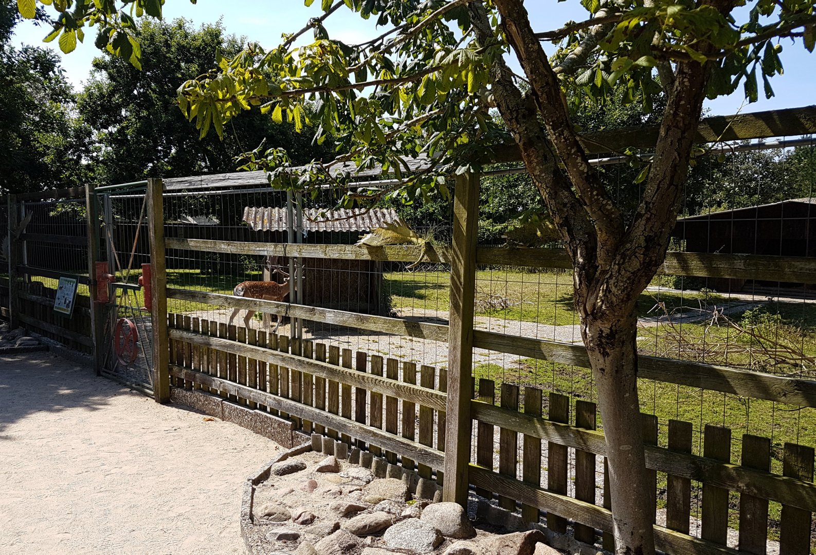 Enclosure Fallow deer