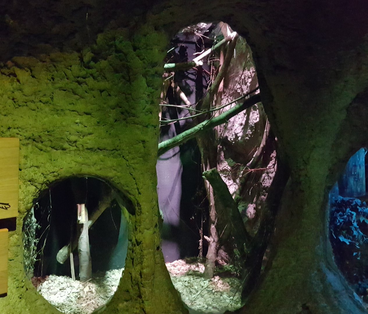 Enclosure Feathertail glider