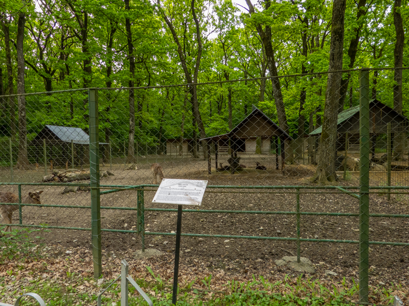 enclosure fellow deer