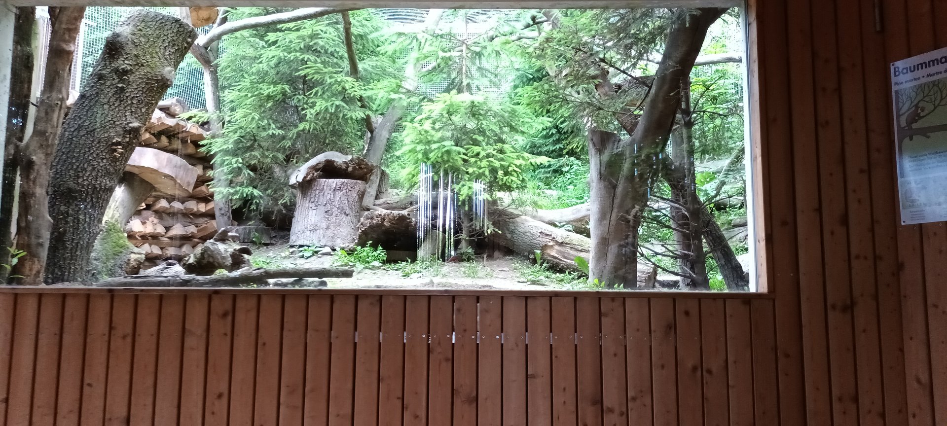 Enclosure female Pine Marten