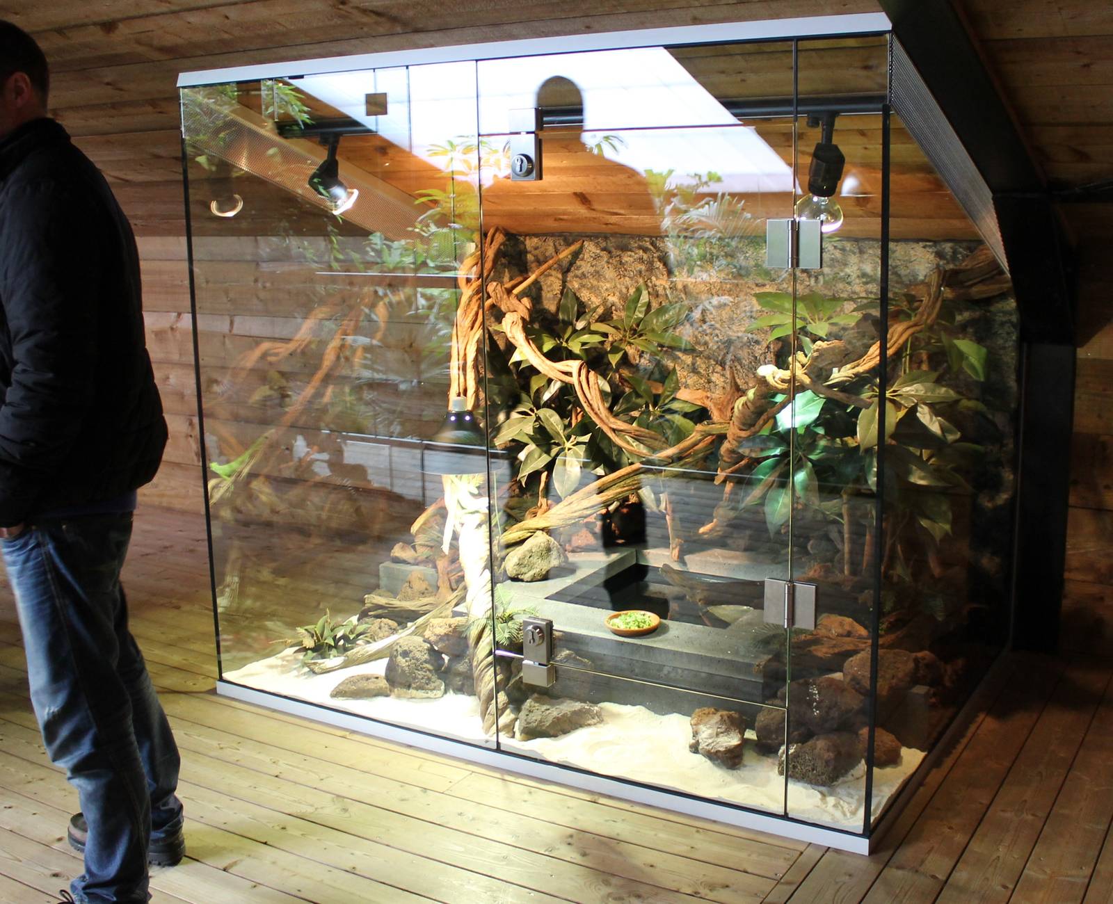 Enclosure Fiji banded iguana