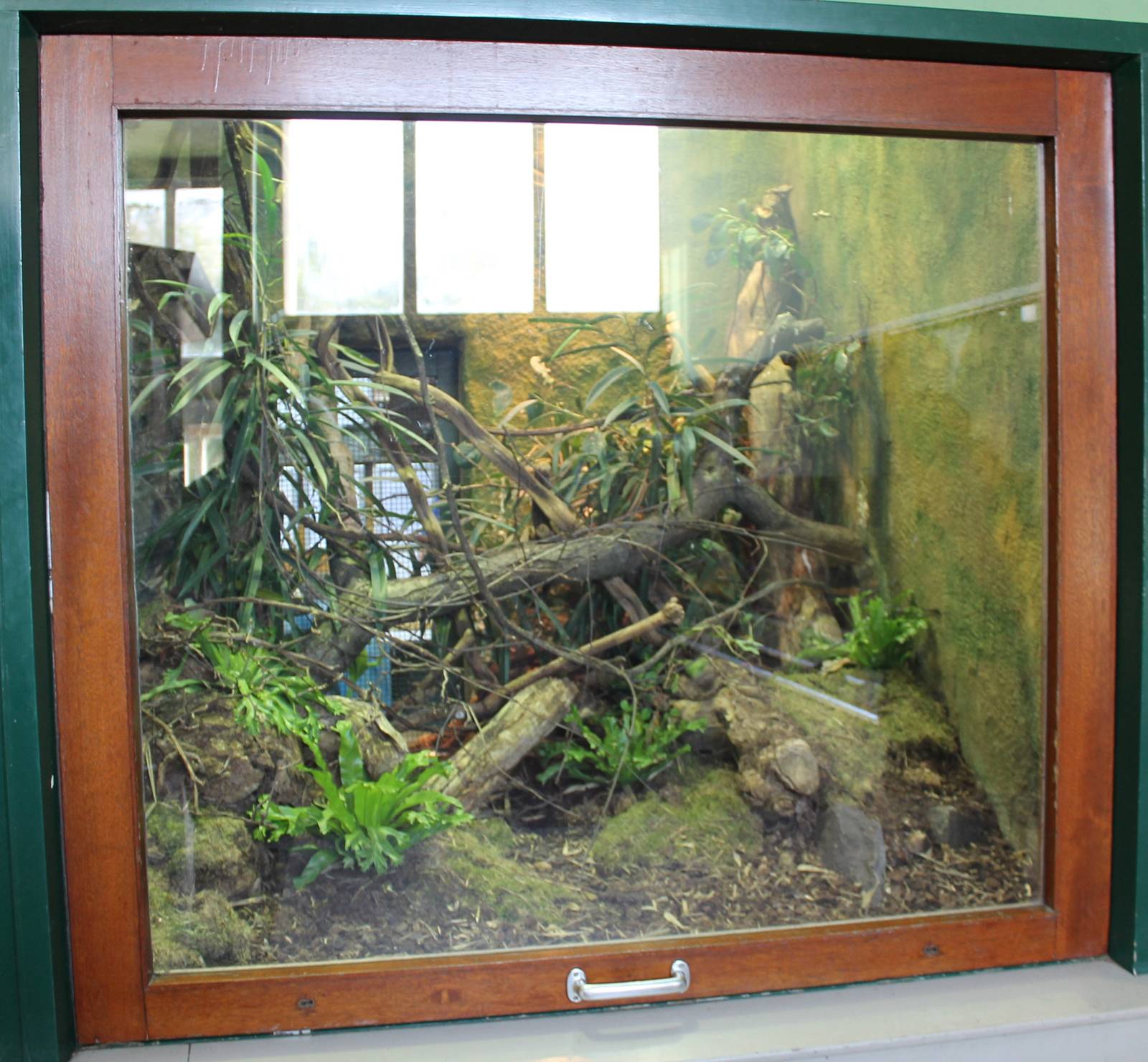 Enclosure Fiji banded iguana