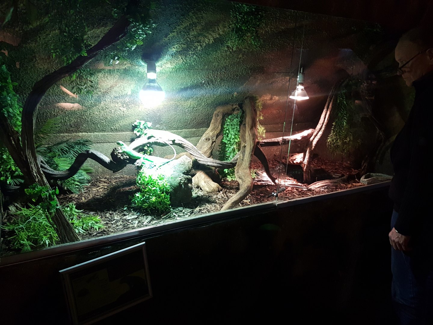 Enclosure Fiji iguana