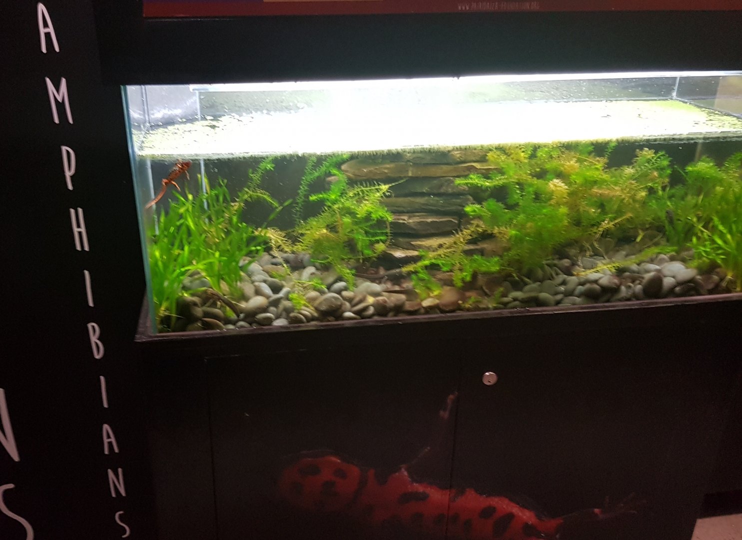 Enclosure Fire-bellied newt