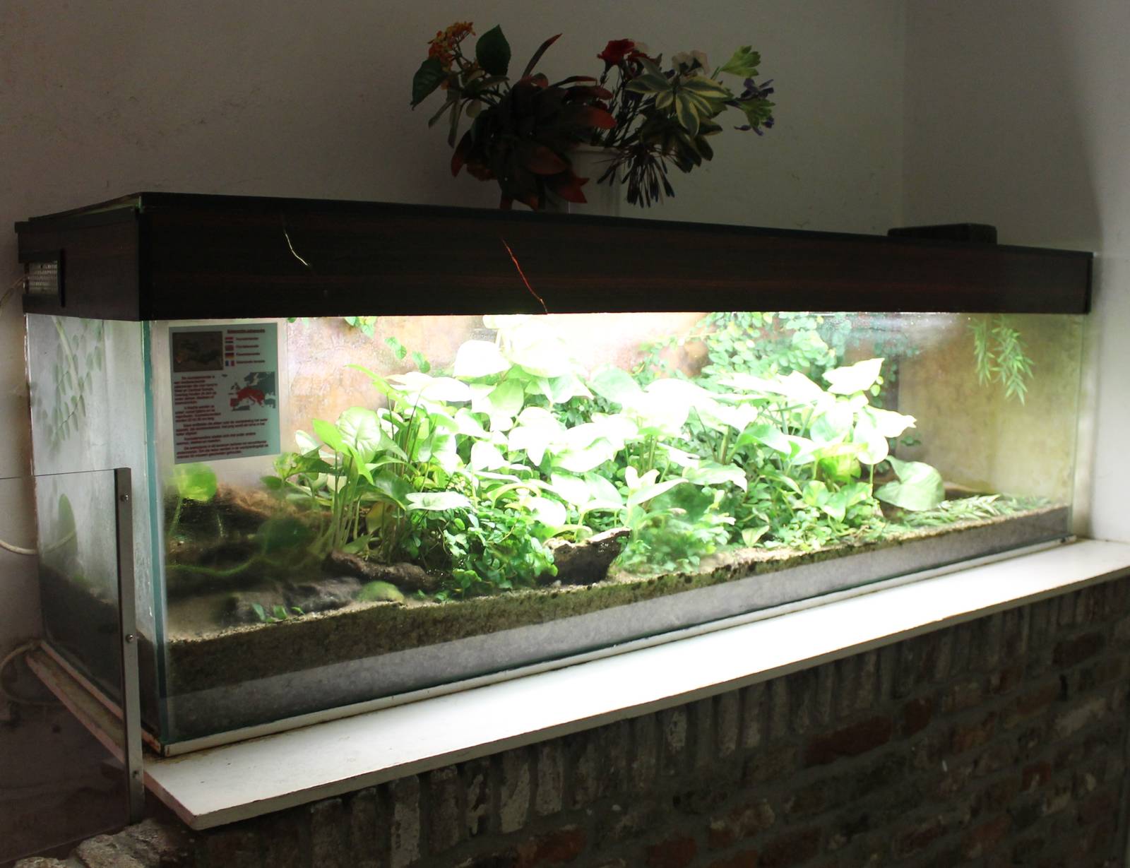 Enclosure Fire salamander