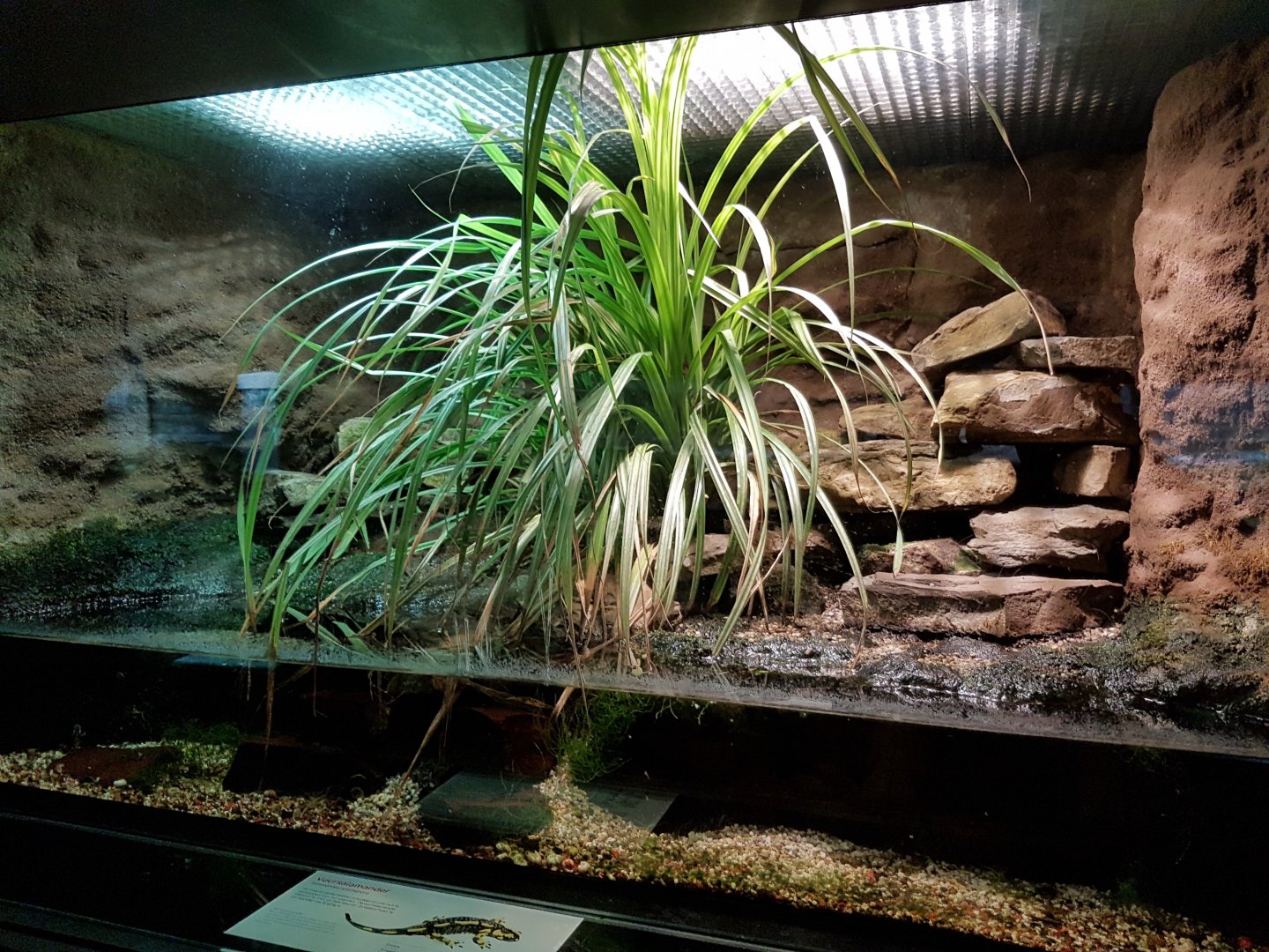 Enclosure Fire salamander