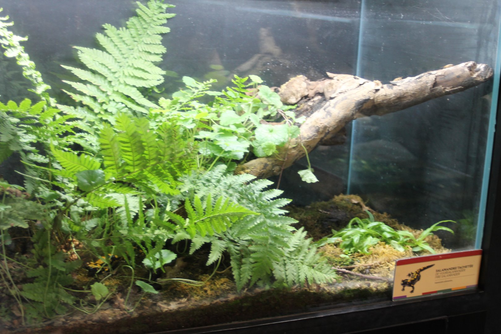 Enclosure Fire salamander