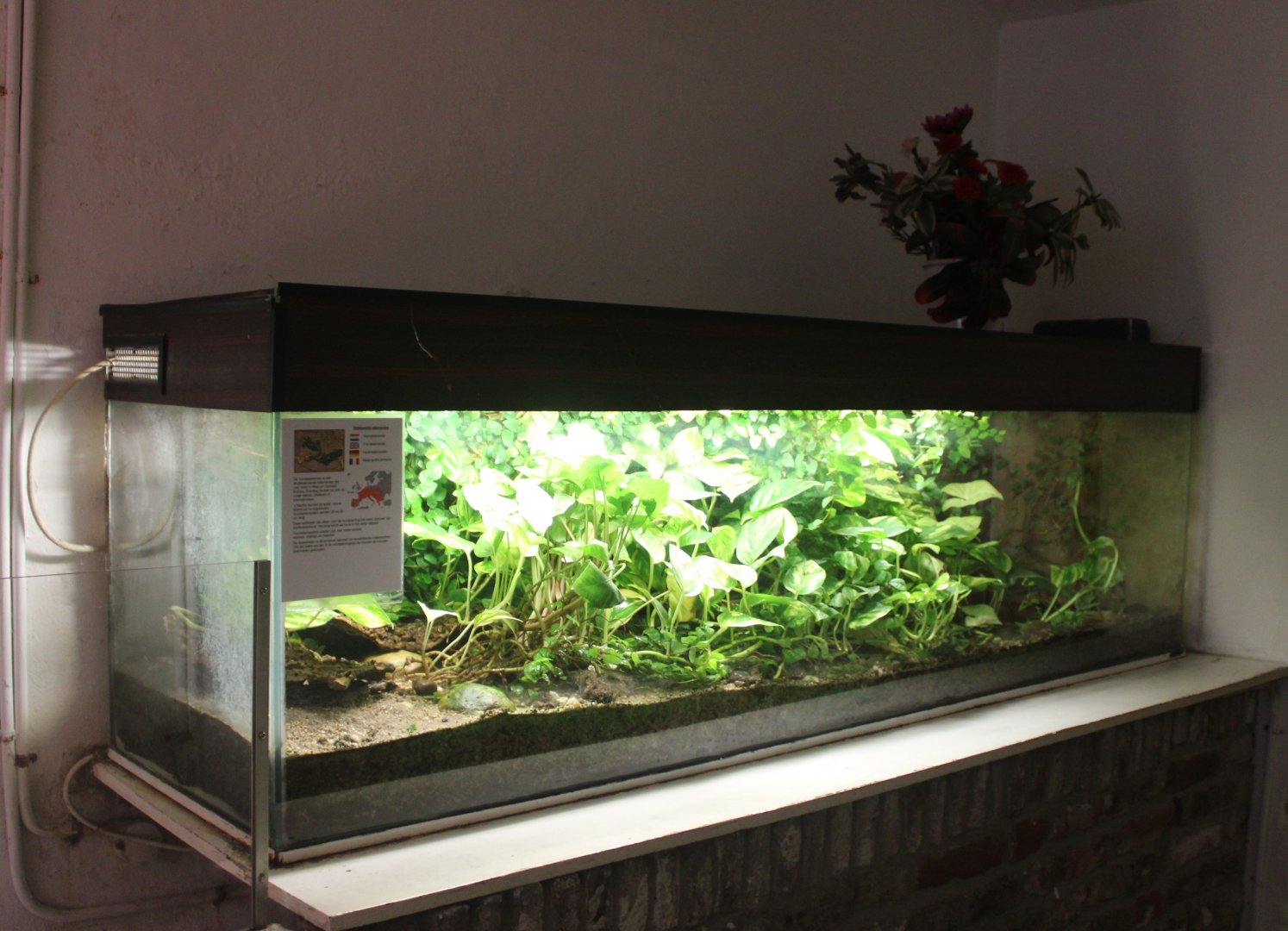 Enclosure Fire salamander