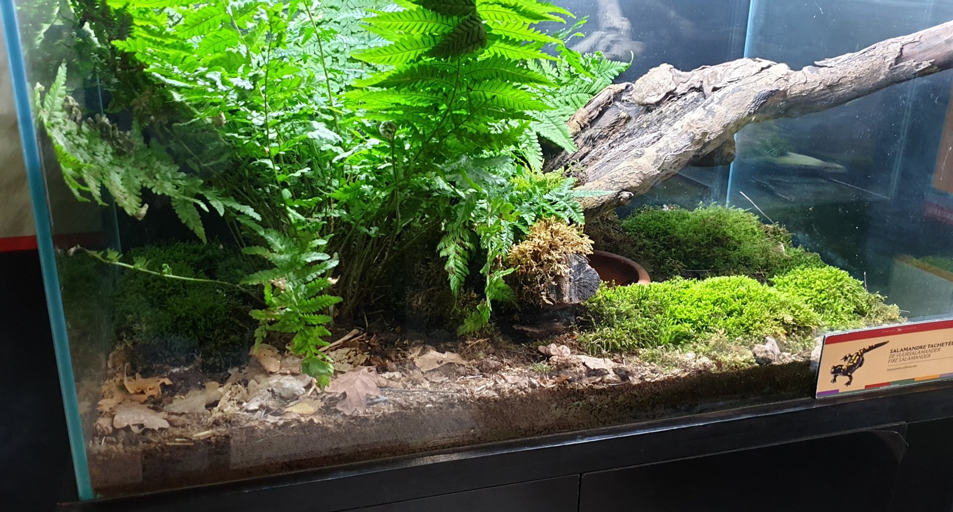 Enclosure Fire salamander