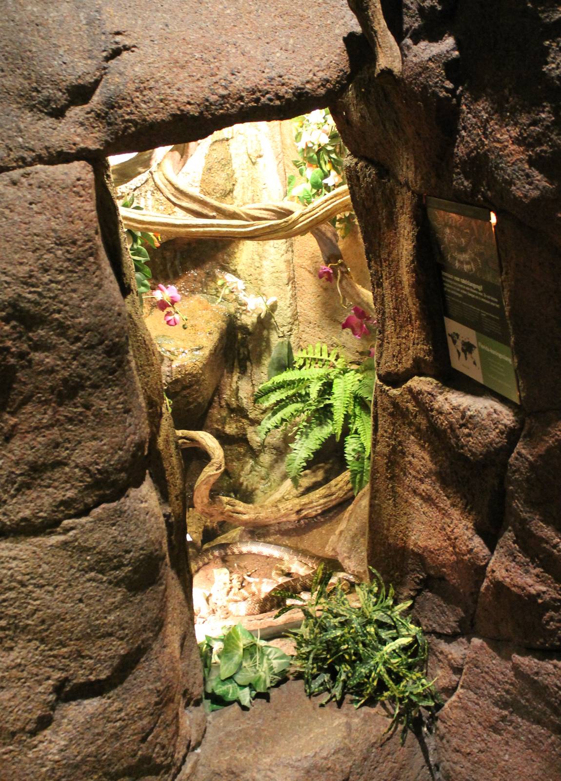 Enclosure Florida king snake