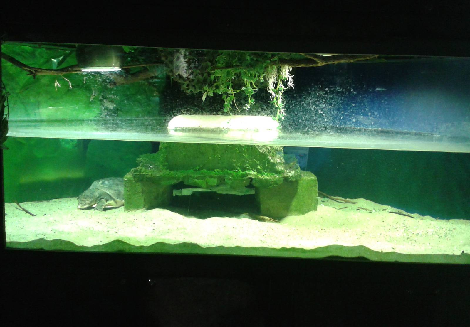 Enclosure Florida softshell turtle