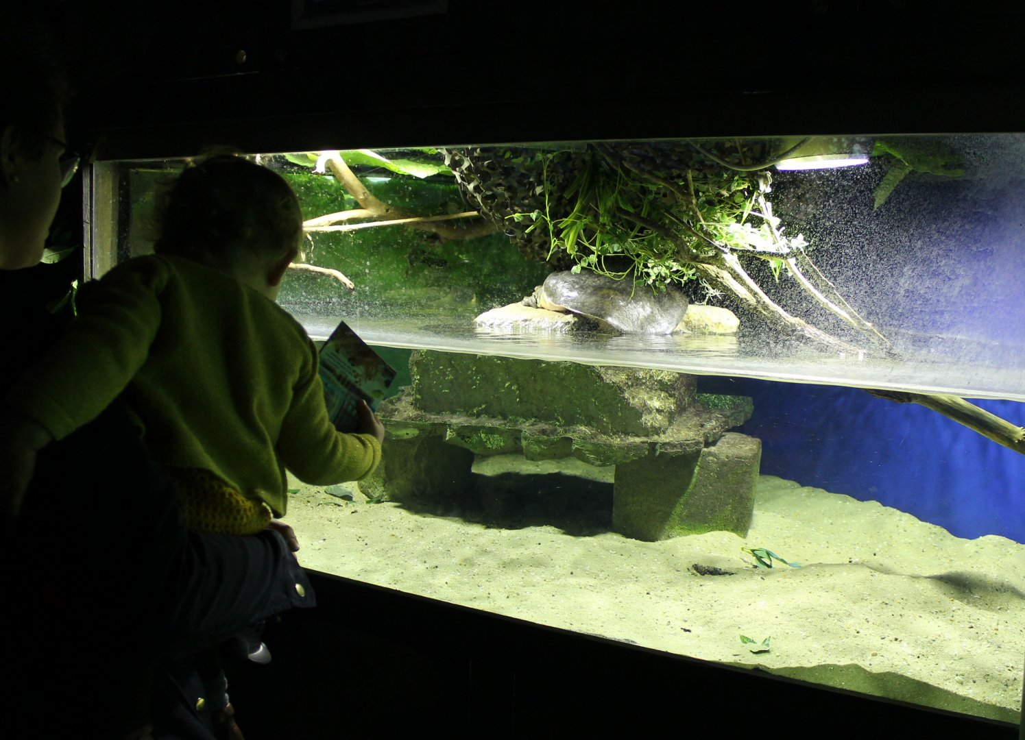 Enclosure Florida softshell turtle