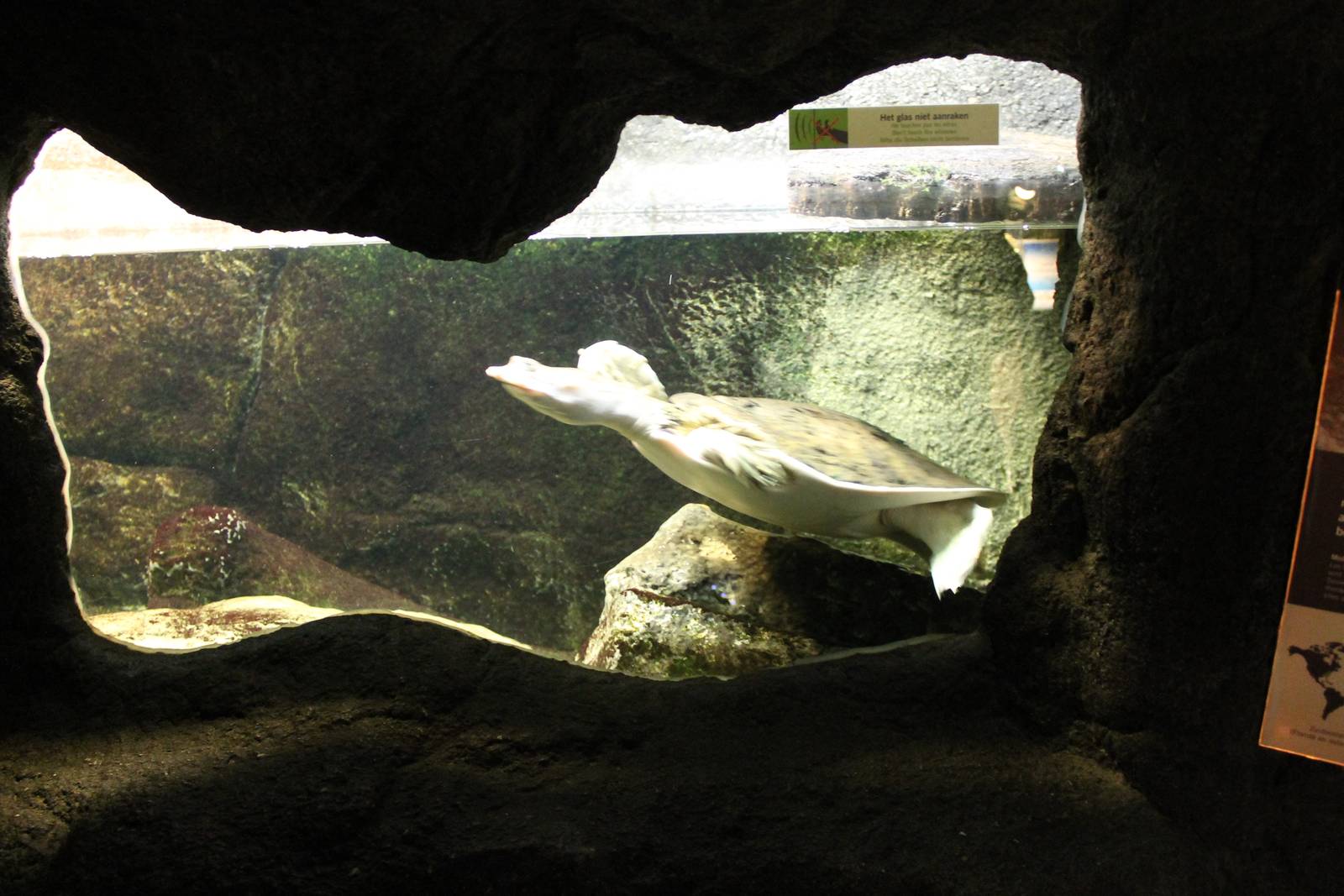 Enclosure Florida softshelled turtle