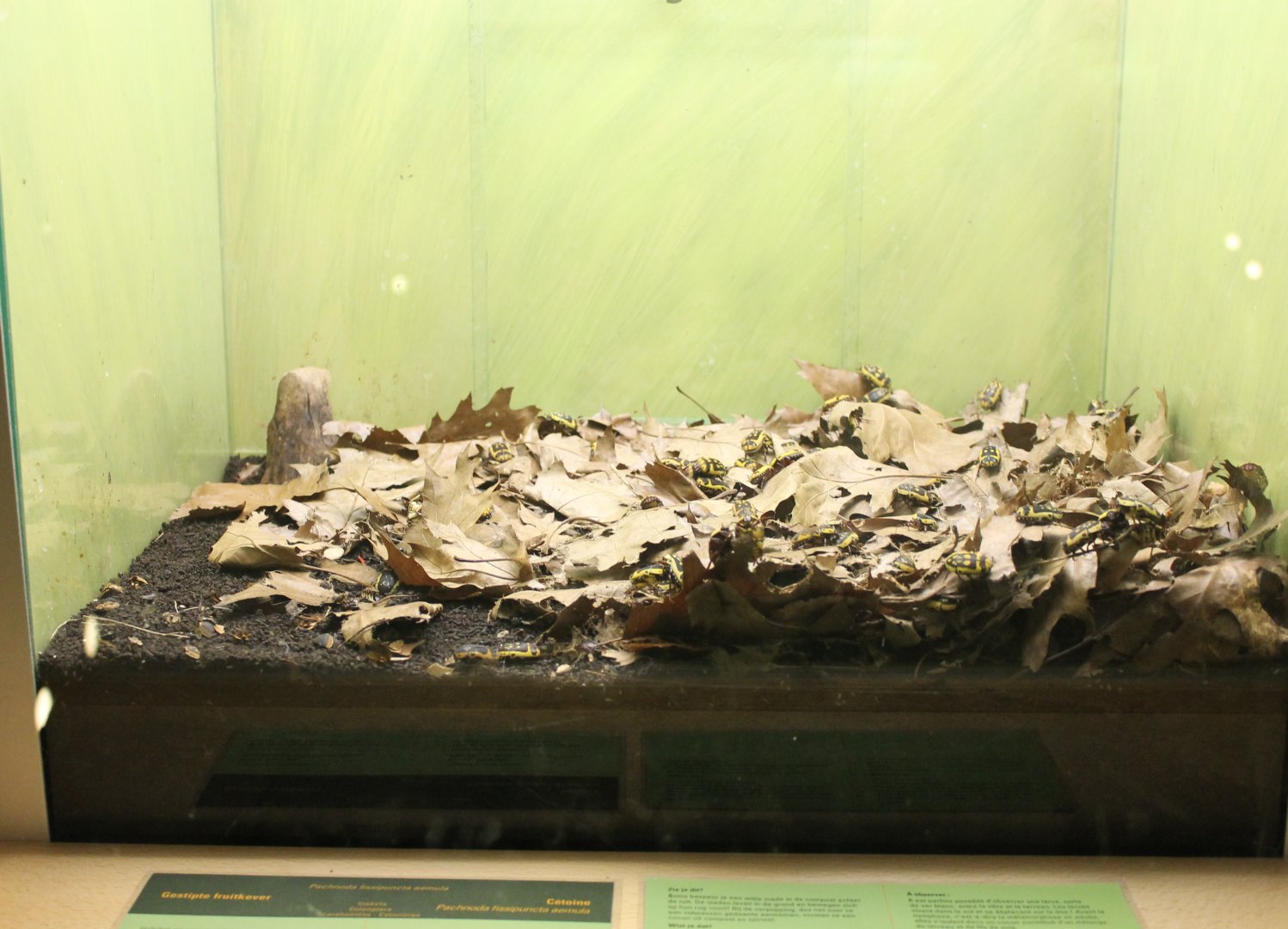 Enclosure Flower beetle