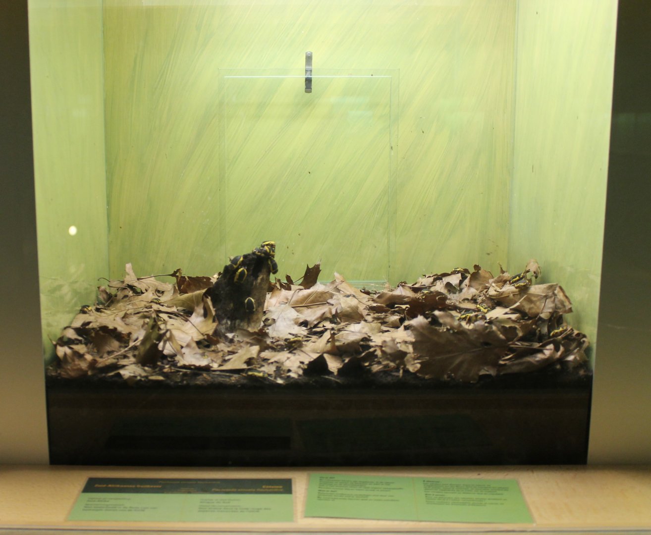 Enclosure Flower beetle