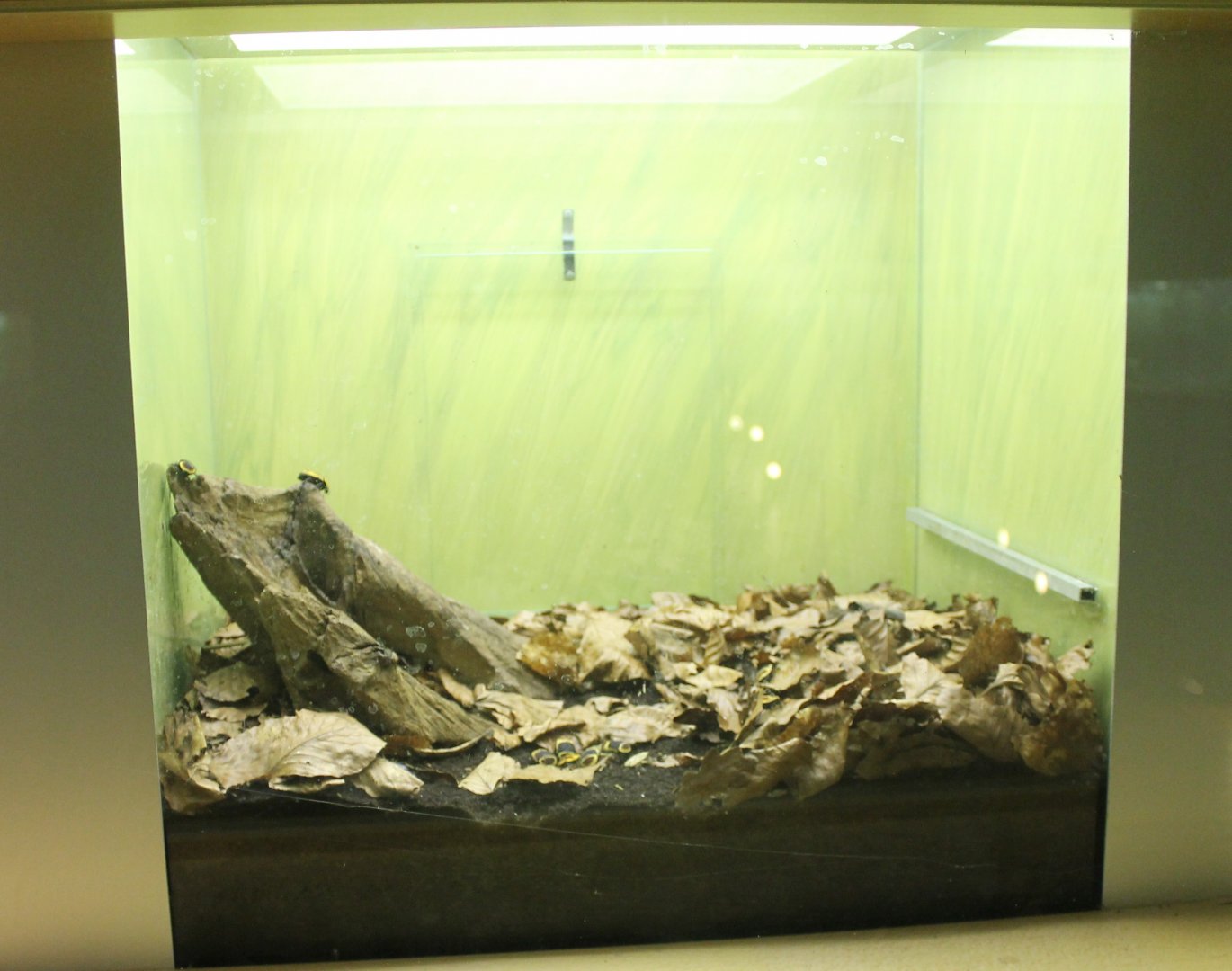 Enclosure Flower beetle